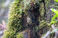 Acanthisitta chloris