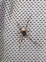 Latrodectus geometricus