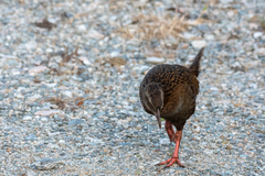 Gallirallus australis australis