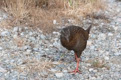 Gallirallus australis australis