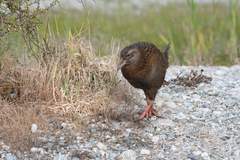 Gallirallus australis australis