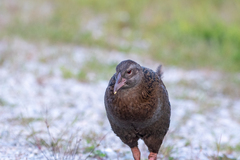 Gallirallus australis australis