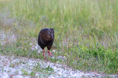 Gallirallus australis australis