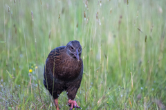 Gallirallus australis australis