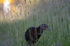 Gallirallus australis australis