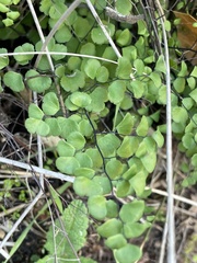 Adiantum jordanii