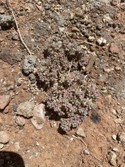 Polycarpon tetraphyllum