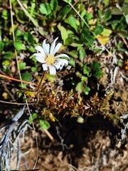 Brachyscome sinclairii