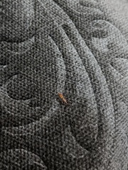 Brentinae