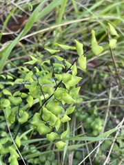 Adiantum jordanii