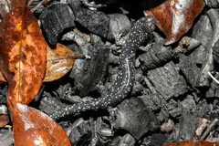 Aneides flavipunctatus