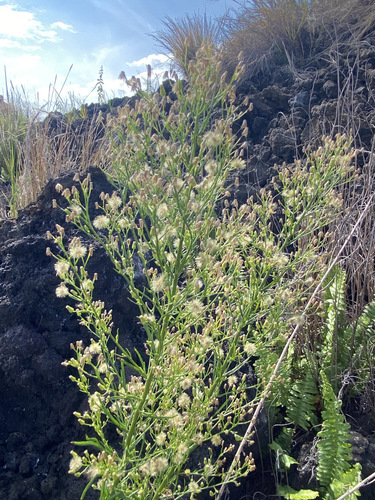Erigeron bonariensis observed 2022-12-04