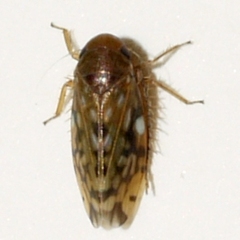 Xestocephalus superbus