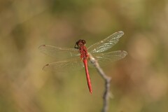 Sympetrum internum