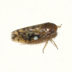 Xestocephalus superbus