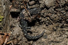 Aneides flavipunctatus