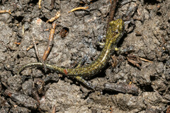 Aneides flavipunctatus