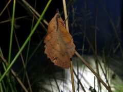 Gastropacha quercifolia