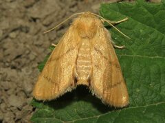 Apoda limacodes