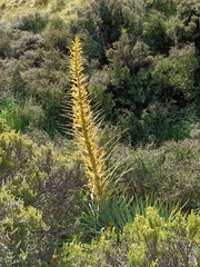 Aciphylla scott-thomsonii