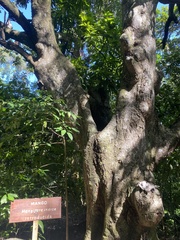 Mangifera indica