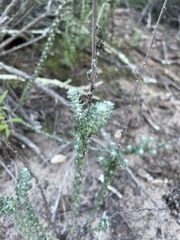 Eriophyllum confertiflorum