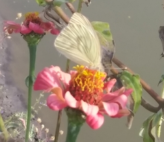 Ascia monuste monuste