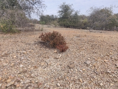 Arctostaphylos myrtifolia
