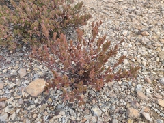 Arctostaphylos myrtifolia