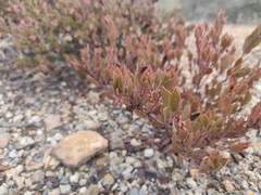 Arctostaphylos myrtifolia