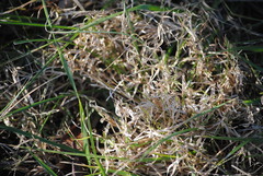 Cynodonteae