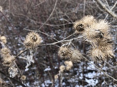 Arctium minus