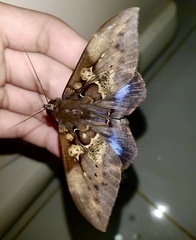 Ischyja manlia