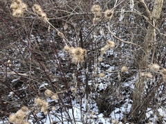 Arctium minus