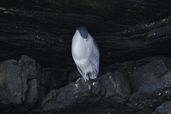 Nycticorax nycticorax falklandicus