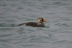 Tachyeres brachypterus