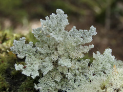 Sphaerophorus stereocauloides