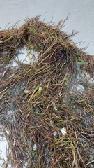 Syringodium filiforme