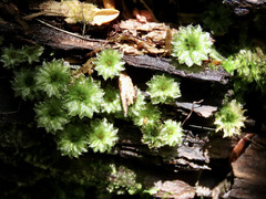 Rosulabryum