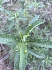 Rhopalomyia audibertiae