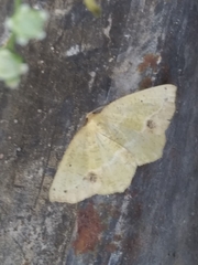 Antepione thisoaria