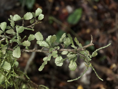 Elaeocarpus hookerianus
