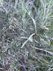 Aceria paracalifornica