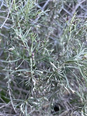 Aceria paracalifornica