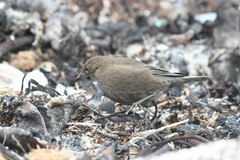 Cinclodes antarcticus