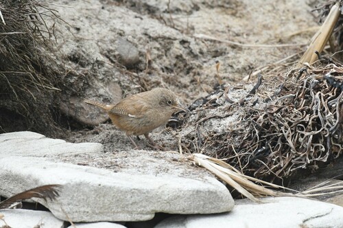 Cobb's Wren (Troglodytes cobbi), photo 4