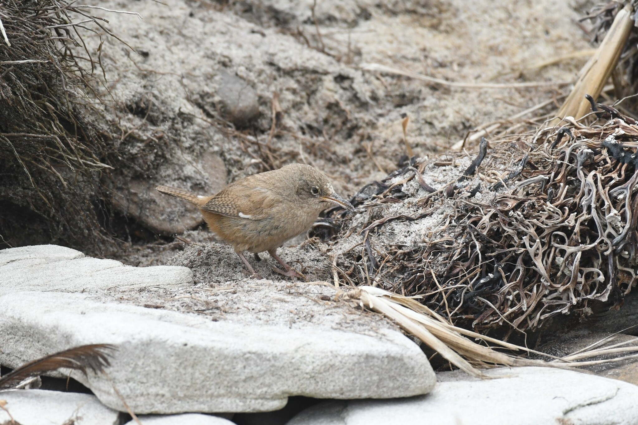Cobb's Wren illustration