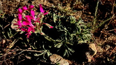 Pelargonium incrassatum