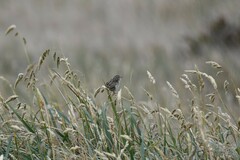 Cistothorus platensis