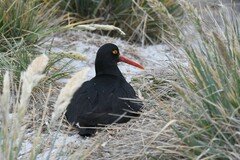Haematopus leucopodus